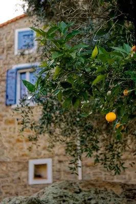 an orange tree in front of a building at Maison de maître en pierre de 1831 avec vue sur la mer à Porticcio in Porticcio