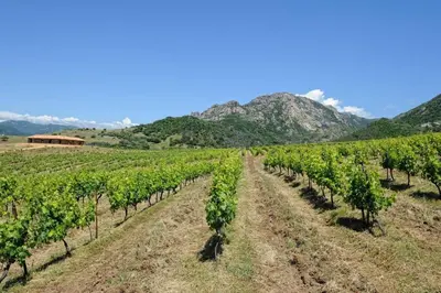 a vineyard with mountains in the background at Chambre d'Hôtes Domaine Pero Longo in Sartène