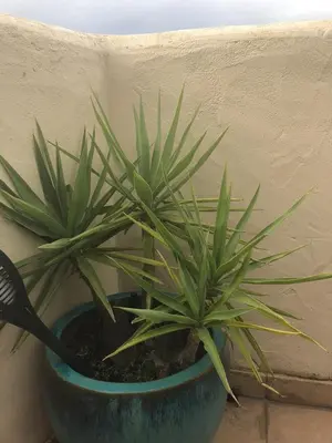 two plants in a blue pot next to a wall at Maison familiale vue mer in Grosseto-Prugna