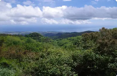 a view of a lush green valley with trees at Studio entre mer et montagne in Taglio-Isolaccio