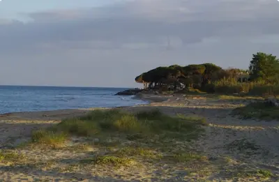 a sandy beach with trees and the water at Studio entre mer et montagne in Taglio-Isolaccio