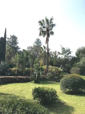 a park with a palm tree and a grass field at meiji in Pinarellu