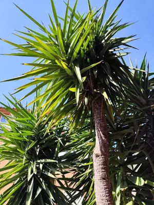 a group of palm trees with the sky in the background at T2 Cyprien, Climatisé, piscines, resto, Plages 2-4 pers in Lecci
