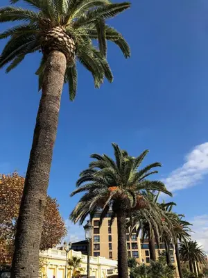 two palm trees in front of a building at Loft Place du Diamant Hyper centre ville Plage 50m in Ajaccio