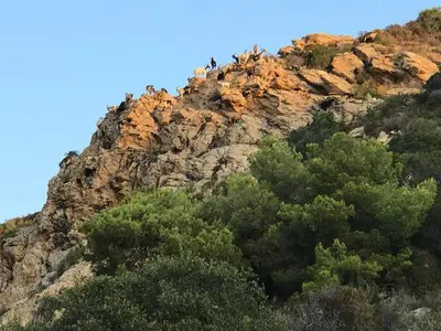 a group of birds perched on top of a mountain at Loft Place du Diamant Hyper centre ville Plage 50m in Ajaccio