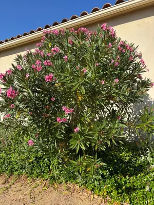 a bush with pink flowers on the side of a building at Locations I Carboni - villa 2 chambres in Sollacaro