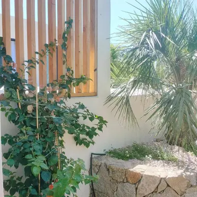 a wall with plants and a window and a palm tree at suara in Pinarellu