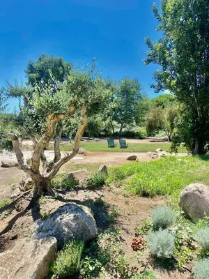 a small tree in a garden with a rock at U Pinarellu in Zonza