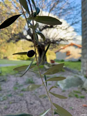 a plant with green leaves and fruit on it at Authentique Casellu en pierre à Porticcio avec vue sur la mer in Porticcio