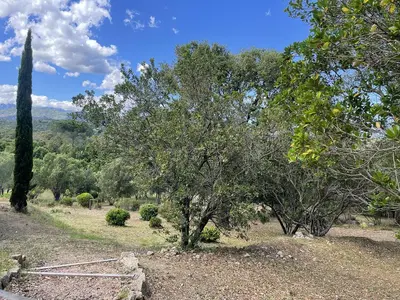 a group of trees in a field with a sky at A Casuccia in Zonza