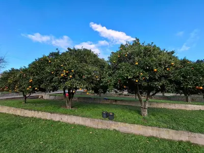 three oranges trees in a field with grass at F2 Les Figuiers proche Ajaccio in Sarrola-Carcopino