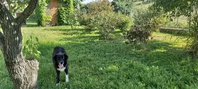a dog standing in the grass next to a tree at F2 Les Figuiers proche Ajaccio in Sarrola-Carcopino
