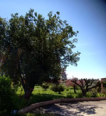 a tree in the middle of a park at Appartement confort in Île de Diane