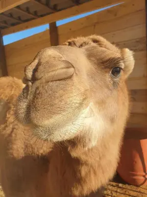 a close up of the face of a camel at Ferme de Chiuni in Cargèse