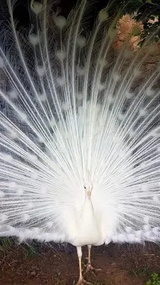 a large white peacock with its feathers out at Ferme de Chiuni in Cargèse