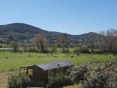 a smallshed with a herd of cows in a field at Ferme de Chiuni in Cargèse