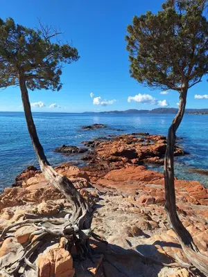 two trees on the rocks near the water at Villa Résidence San Martinu Sainte Lucie De Porto Vecchio in Zonza