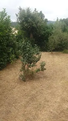 a house with a lawn next to a building at Villa Lina 6 pers plages et rivières in Prunelli-di-Fiumorbo