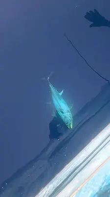 a large blue fish swimming in the water at Fozzano in Fozzano