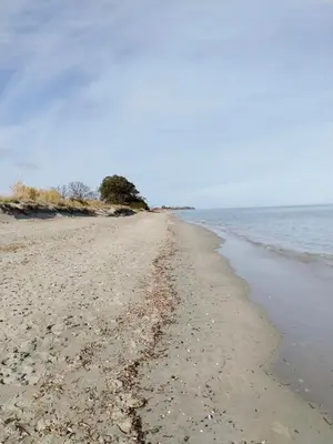 a sandy beach with a tree and the ocean at Appartement avec jardin piscine et plage 100 m in Poggio-Mezzana