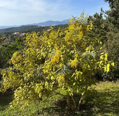 a tree with yellow flowers in a field at Domaine Mare e Monti - T2 Les Mimosas in Albitreccia
