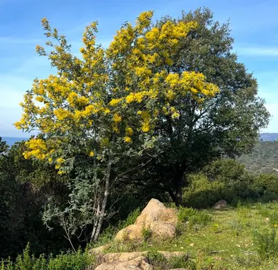 a tree with yellow flowers on top of a hill at Domaine Mare e Monti - T2 Les Mimosas in Albitreccia