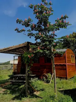 a wooden cabin with a tree in a field at Le nid des crinières vagabondes in Oletta