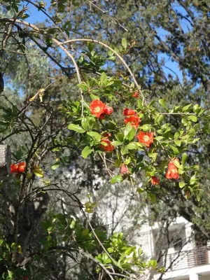 a tree with red flowers in front of a building at Appartement Cité Du Sel in Porto-Vecchio