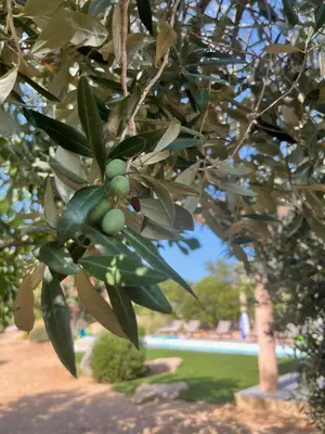 a bunch of green fruit hanging from a tree at Villa Fiori Porto Vecchio avec piscine privée in Porto-Vecchio