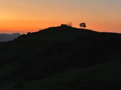 a tree on top of a hill at sunset at Casa San Stefanu in Olmeta-di-Tuda