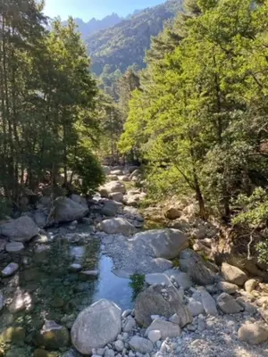 a stream of rocks and trees in a forest at Casa linsia in Aléria