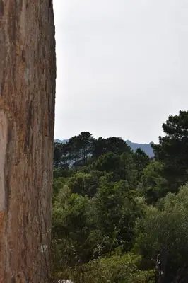 a view of a forest from behind a tree at Villas Inamorata in Lecci