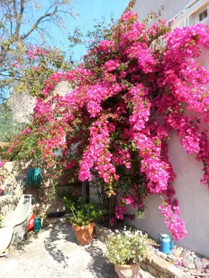 a bunch of pink flowers on the side of a building at Villa Pastriccialone in Afa