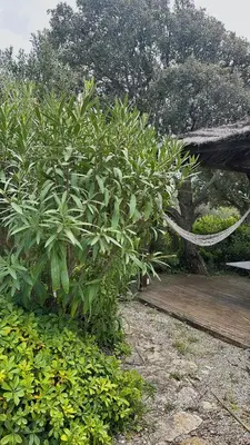 a group of plants next to a wooden deck at Chambre cosy à 5 min de la plage in Viagenti