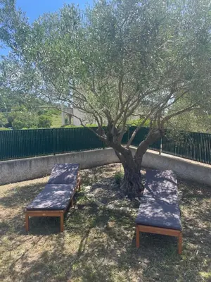 two benches sitting next to a tree and a fence at Les oliviers in Aléria