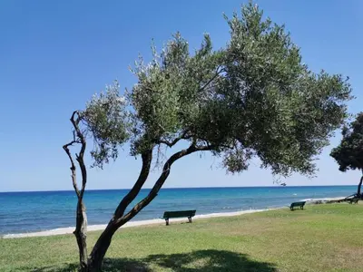 a tree and two benches on the beach at Studio Face à la mer in Cervione