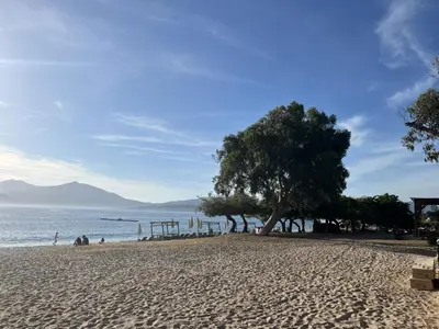 a sandy beach with a tree and the ocean at Appartement proche des plages de sable in Grosseto-Prugna