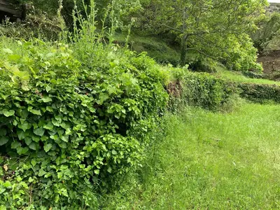 a green hedge in a field of grass at U citraghju in Feliceto