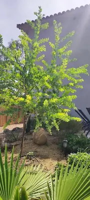 a small tree with yellow flowers in a garden at Fior di Lucia in Zonza