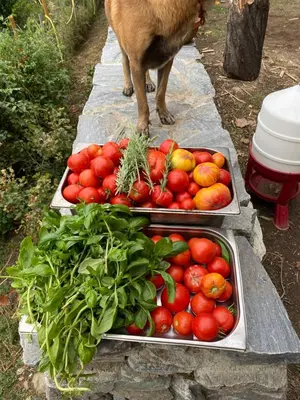 a dog is standing next to two trays of tomatoes at Casa Rosa in Gavignano