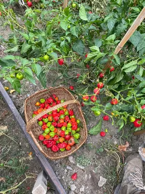 a basket of tomatoes sitting on the ground next to some plants at Casa Rosa in Gavignano