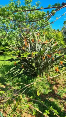 a plant with orange flowers in a field at Villa à quelques pas de la plage in Santa-Lucia-di-Moriani