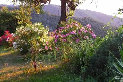 a bunch of flowers in a field with a mountain at Maison de caractère spacieuse et confortable, grand jardin , superbes vues in Castello-di-Rostino