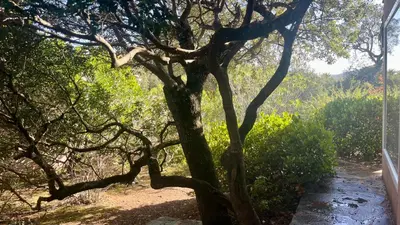 a tree in the middle of a dirt road at Villa Tarco in Porto-Vecchio