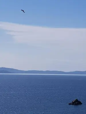 a bird flying over a large body of water at Ajaccio VUE MER IMPRENABLE 4a5 Pers in Ajaccio