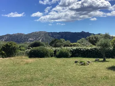 a group of animals laying in a field of grass at Maison proche Porto Vecchio in Porto-Vecchio