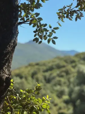 a tree branch with a view of a forest at Lodge sous les oliviers in Propriano