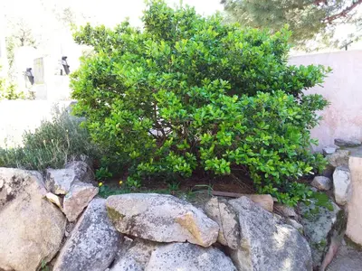 a tree and rocks in front of a bush at jolie location in Porto-Vecchio