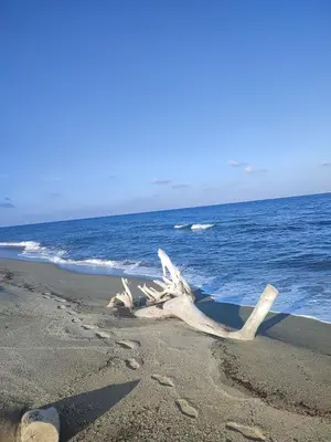 a piece of drift wood laying on the beach at Jolie location chez Philippe & Karine in Linguizzetta