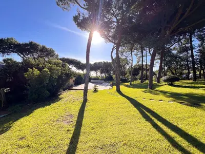a group of palm trees in a field with the sun at Maison Porticcio centre in Grosseto-Prugna